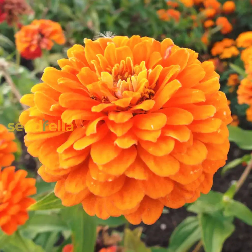 Orange Zinnia Seeds  Garden Essentials For Colorful Blooms Flower