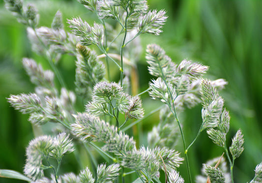 Packet of Quickdraw Orchardgrass seeds for planting
