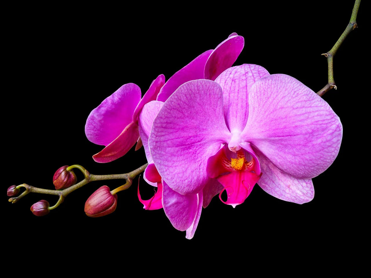 Lavender Dendrobium Flower seeds for Planting - Low Maintenance, Heirloom & GMO Free Seeds for Home Garden