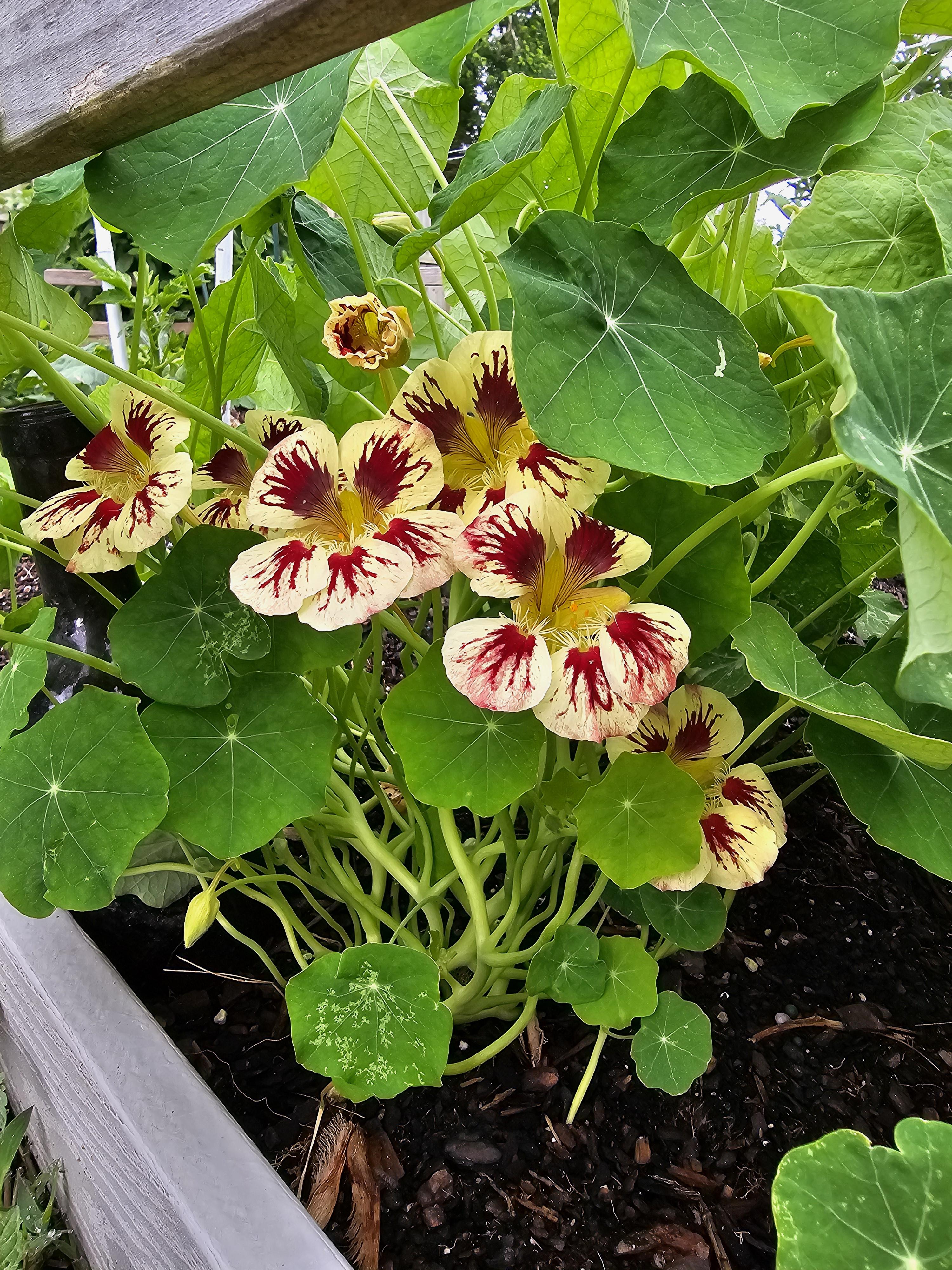 Cream Pink Nasturtium Flower seeds for Planting - Vibrant Colors, Heirloom & GMO Free Seeds for Home Garden