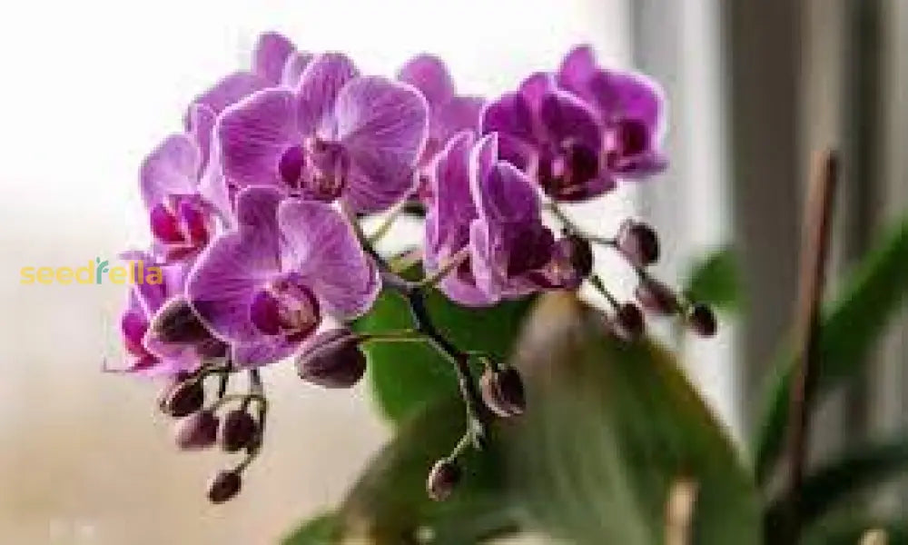 Orchid Flower Planting Seeds For Vibrant Blooms