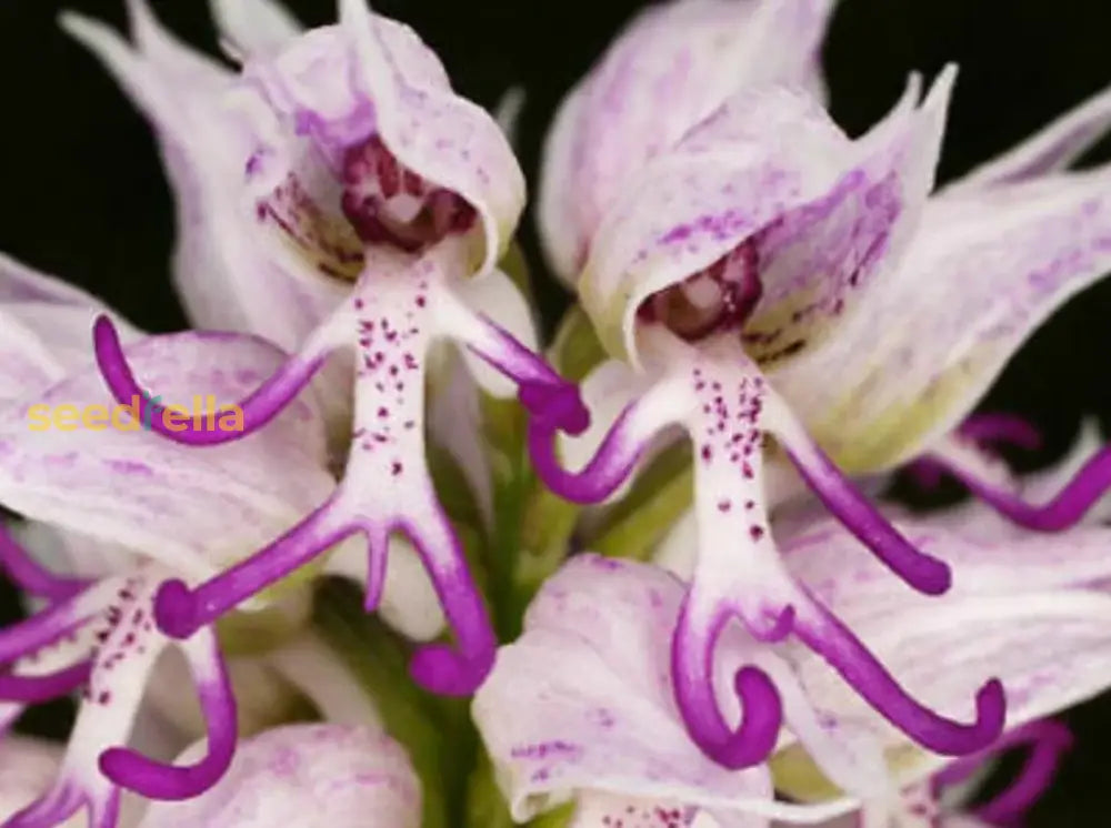 Orchid Man Flower Planting Seeds - Enhance Your Garden With Vibrant Blooms