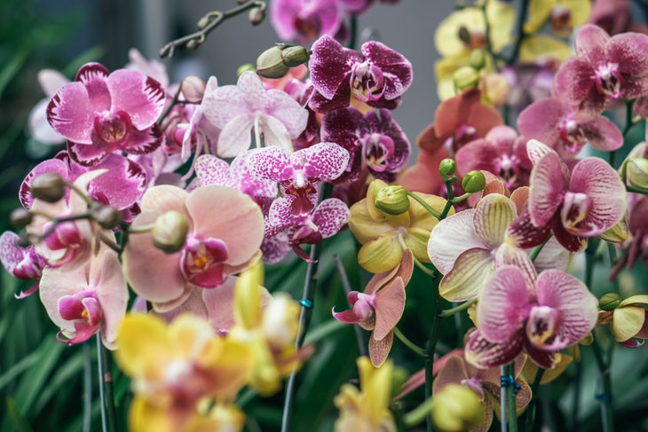 Mixed Doritaenopsis Orchid Flower seeds for Planting - Drought Tolerant, Heirloom & GMO Free Seeds for Home Garden