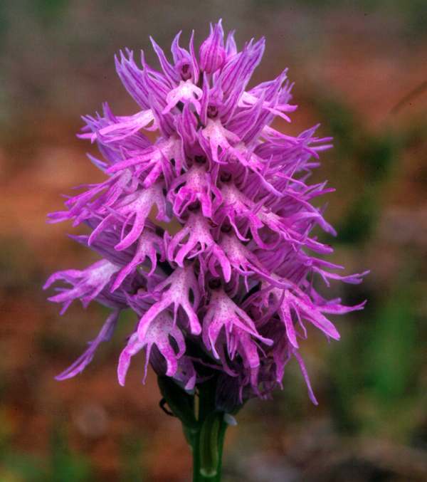 Naked Man Orchid Flower seeds for Planting - Colorful Display, Heirloom & GMO Free Seeds for Home Garden