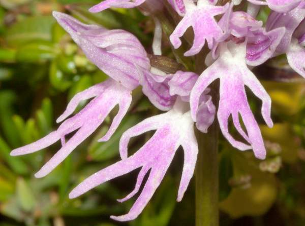 Naked Man Orchid Flower seeds for Planting - Colorful Display, Heirloom & GMO Free Seeds for Home Garden