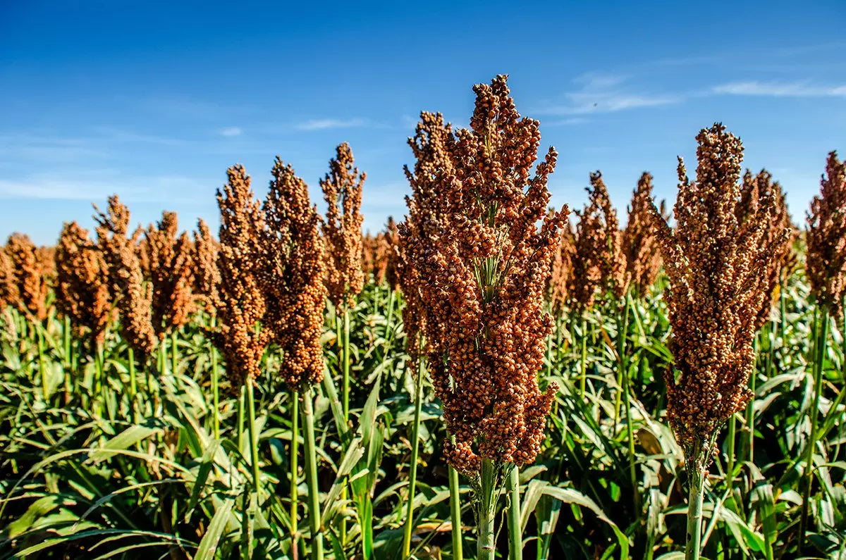 Organic Brown Sorghum seeds for home garden use