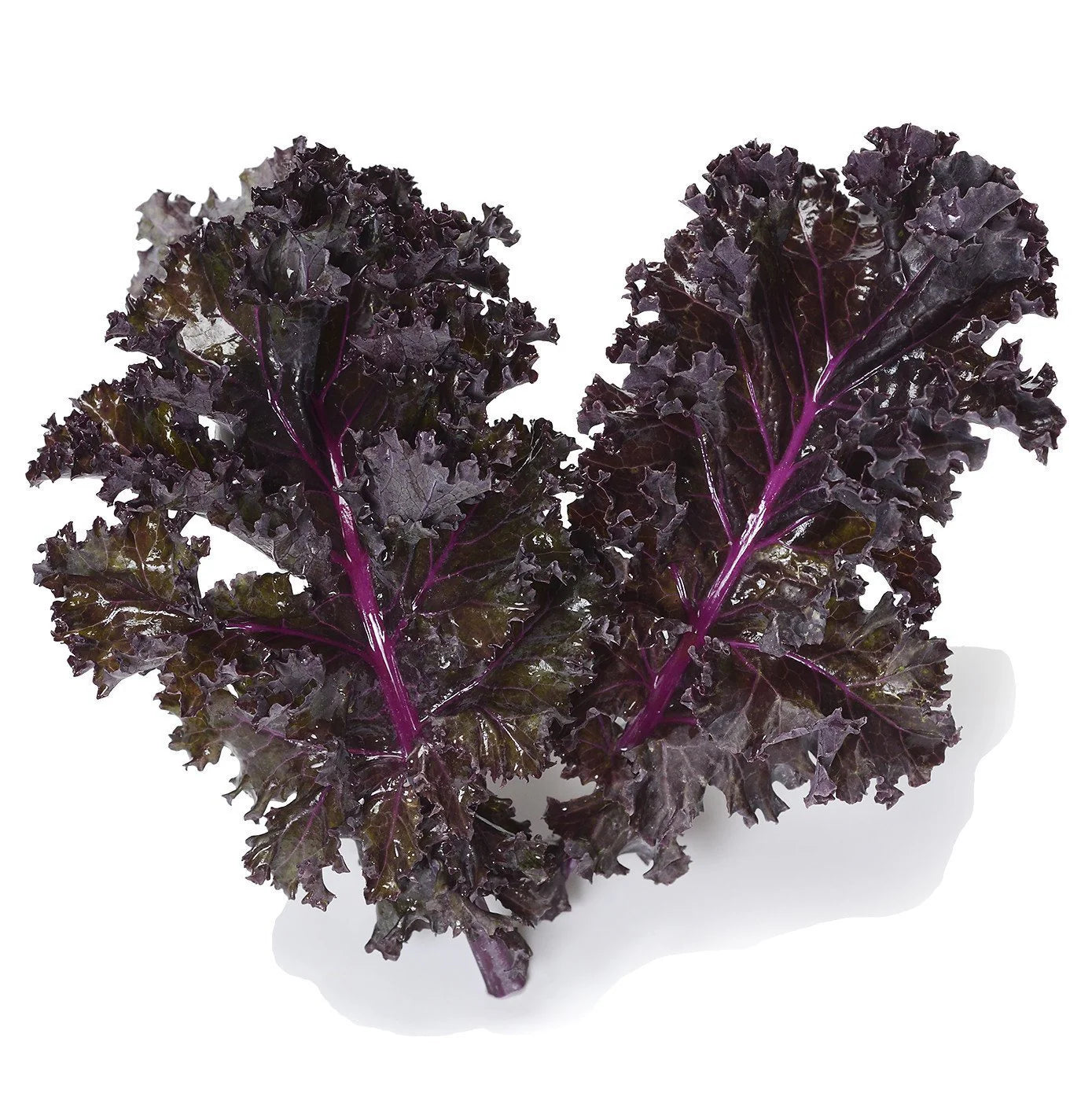 Purple Scarlet Kale Vegetable Seeds for Easy Planting