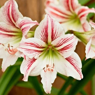Buy Amaryllis Apple Blossom Seeds Online – Hippeastrum Elegant Indoor Variety