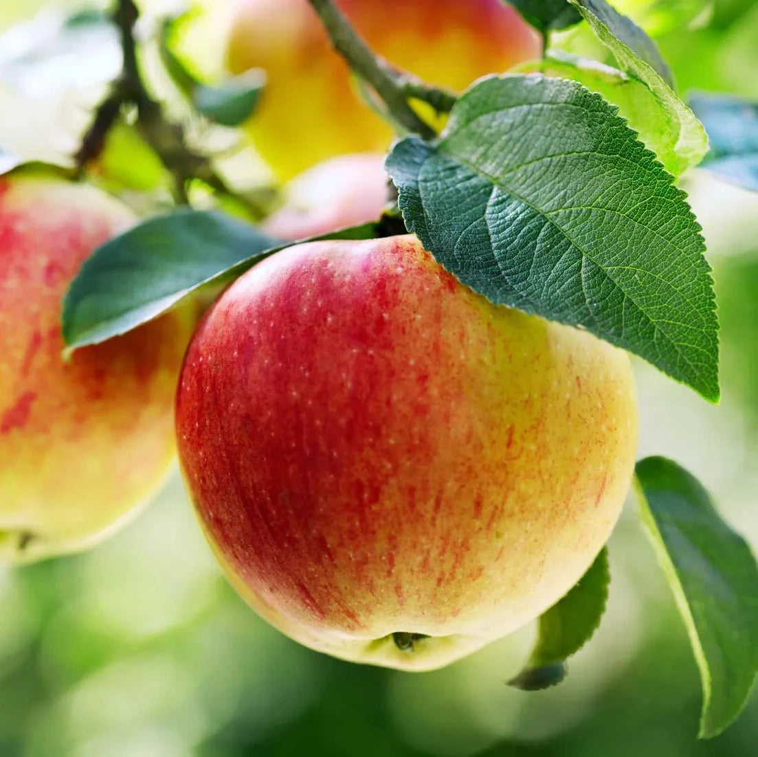 Buy Apple Seeds Online – Grow Your Own Apple Tree Easily