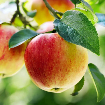 Buy Apple Seeds Online – Grow Your Own Apple Tree Easily