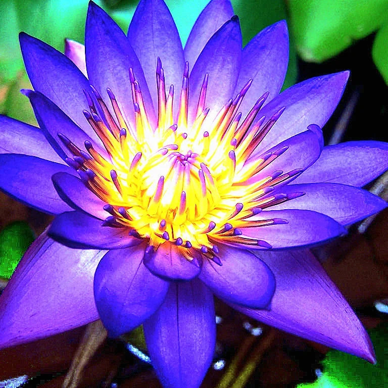 Sacred Blue Lotus Flower Seeds – Aromatic Medicinal Aquatic Plant