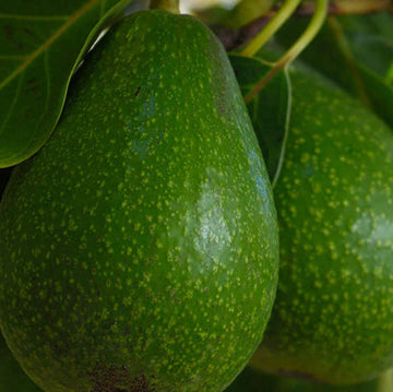 Avocado Tree Seeds – Tropical Fruiting Evergreen Variety