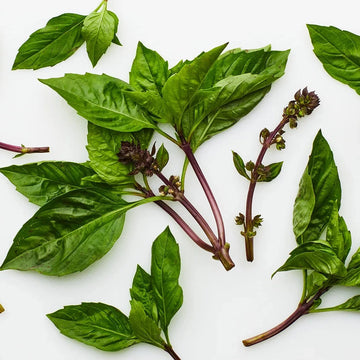 Buy Thai Basil Seeds Online – Ocimum basilicum var. thyrsiflora Variety