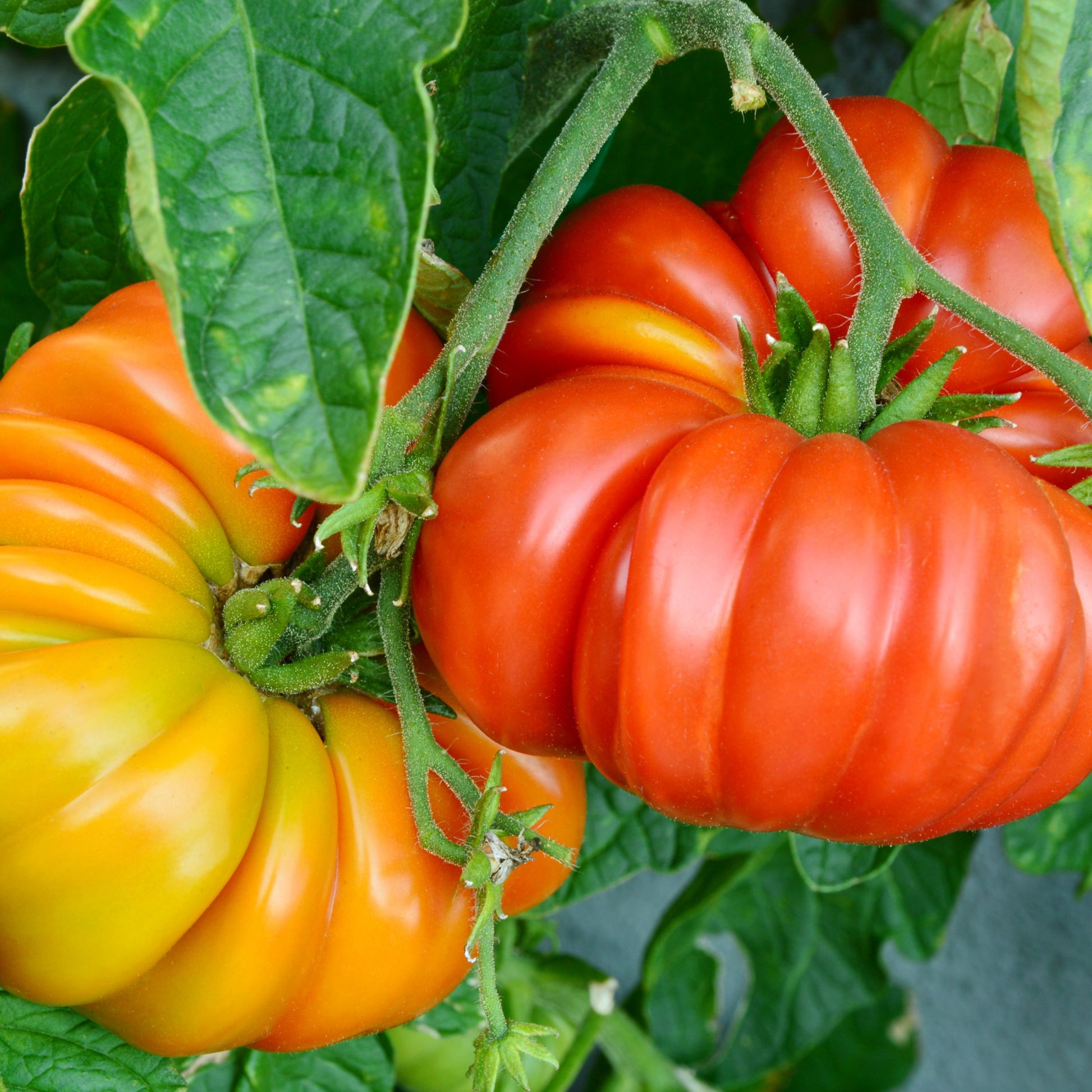 Organic Beefsteak Tomato Plant Seeds – Perfect for Sandwiches and Salads