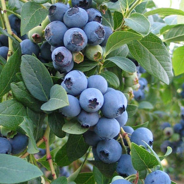 Buy Blueberry Seeds Online – Vaccinium corymbosum Plant Variety