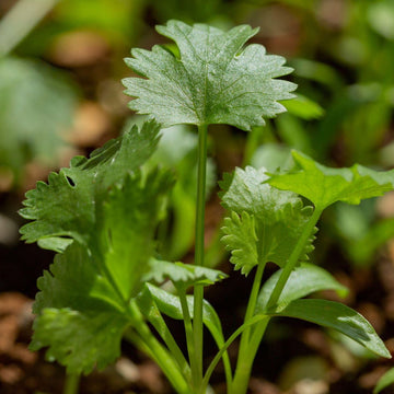 Organic Coriander / Cilantro Seeds – Flavorful Herb for Cooking