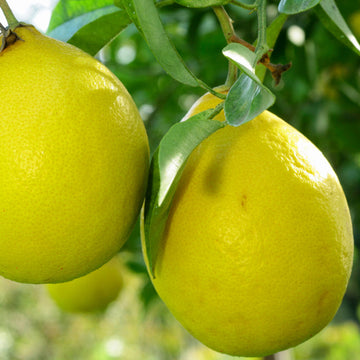 Lemon Tree Seeds – Citrus Fruiting Garden Variety