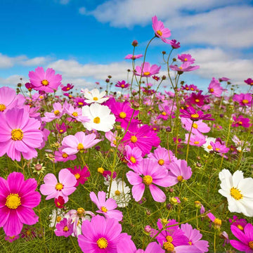 Buy Cosmos Flower Seeds Online – Pollinator-Friendly Wild Blooms