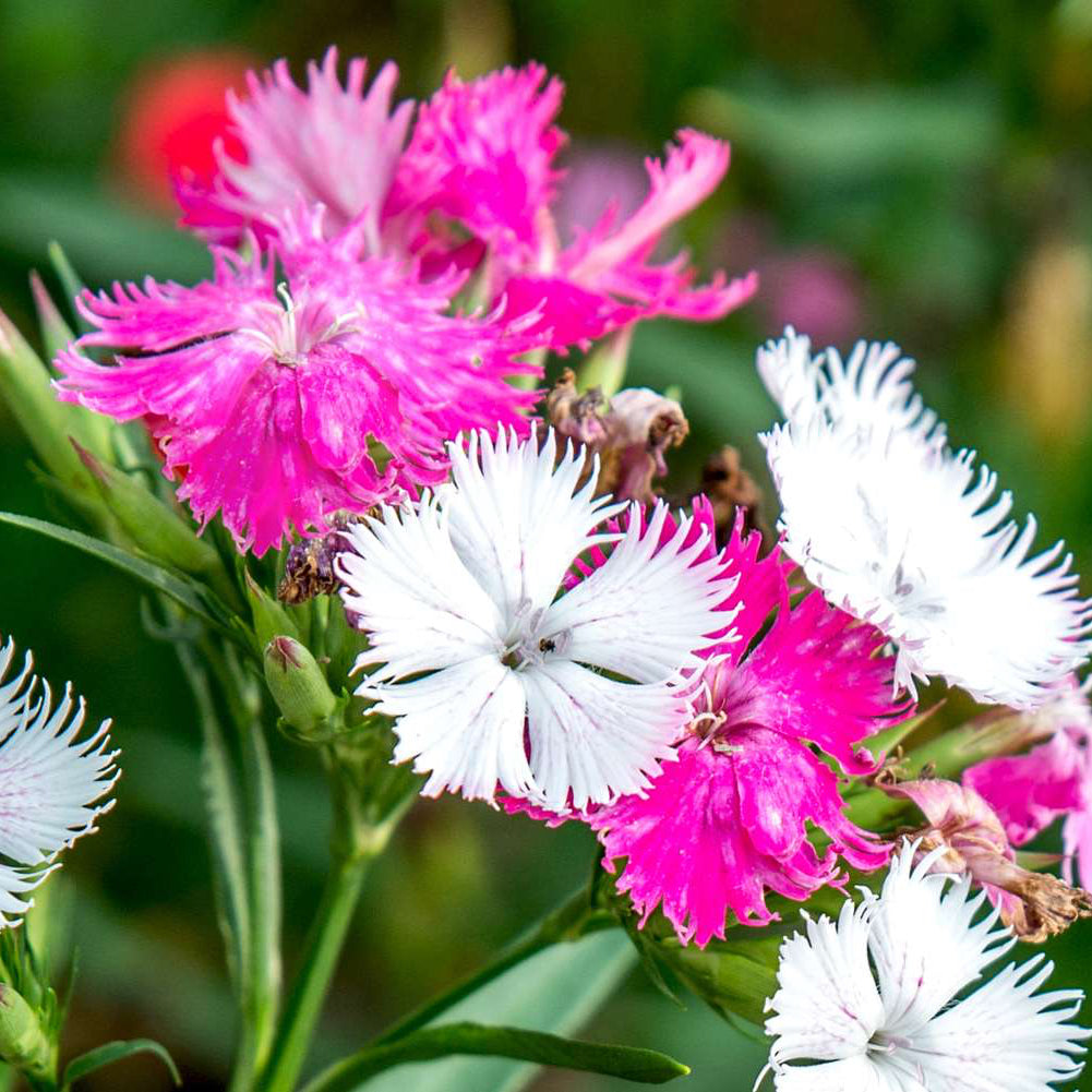 Buy Dianthus Seeds Online – Bright Ruffled Blooms for Pots & Borders