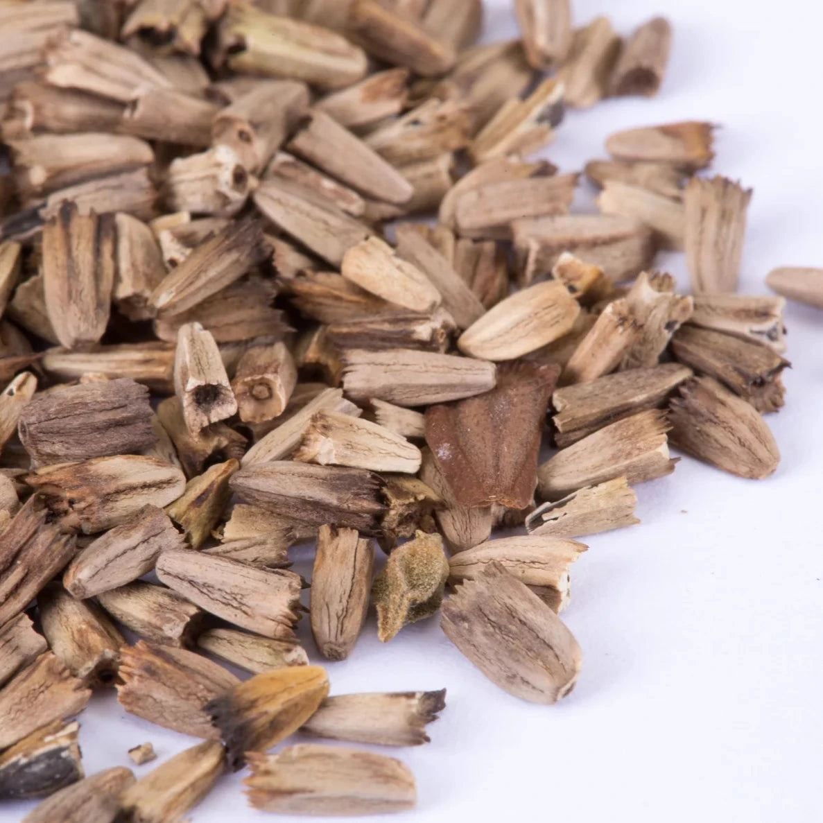 Organic Echinacea Plant Seeds – Immune-Boosting Medicinal Herb