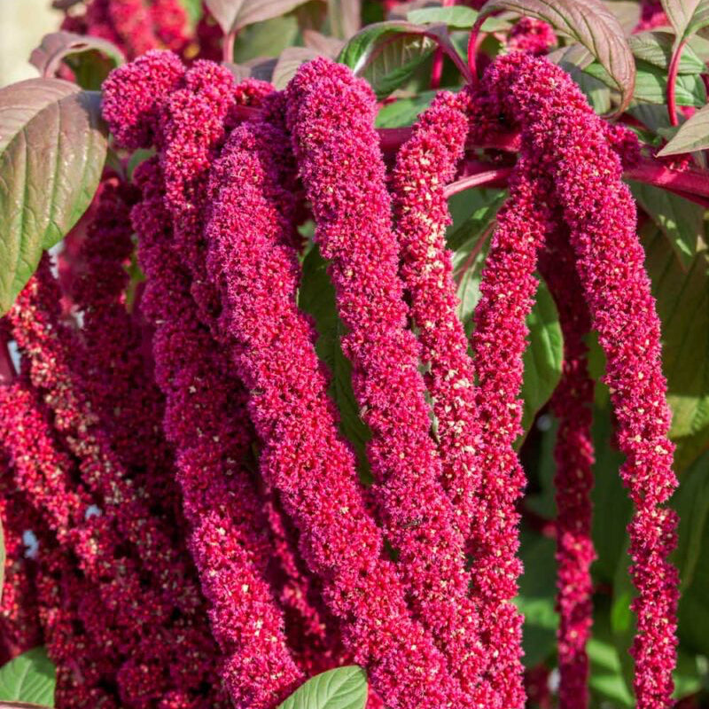 Organic Amaranthus Plant Seeds – Colorful Foliage & Edible Leaves