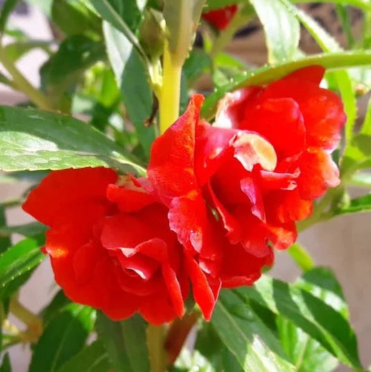 Organic Balsam Plant Seeds – Easy-Grow Flowers for Pots & Borders