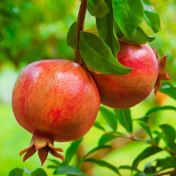 Pomegranate Tree Seeds – Hardy Fruiting Garden Variety