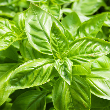 Buy Sweet Basil Herb Seeds Online – Ocimum basilicum Organic Variety