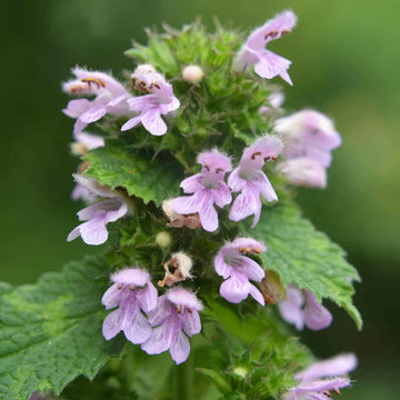 Horehound Herb Seeds – Hardy Perennial Garden Variety