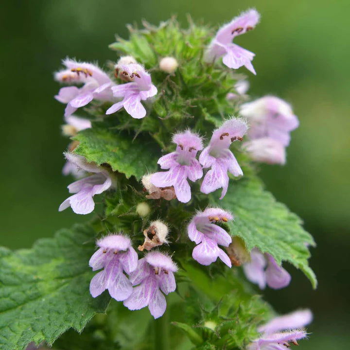 Buy Horehound Seeds Online – Non-GMO Heirloom Marrubium vulgare