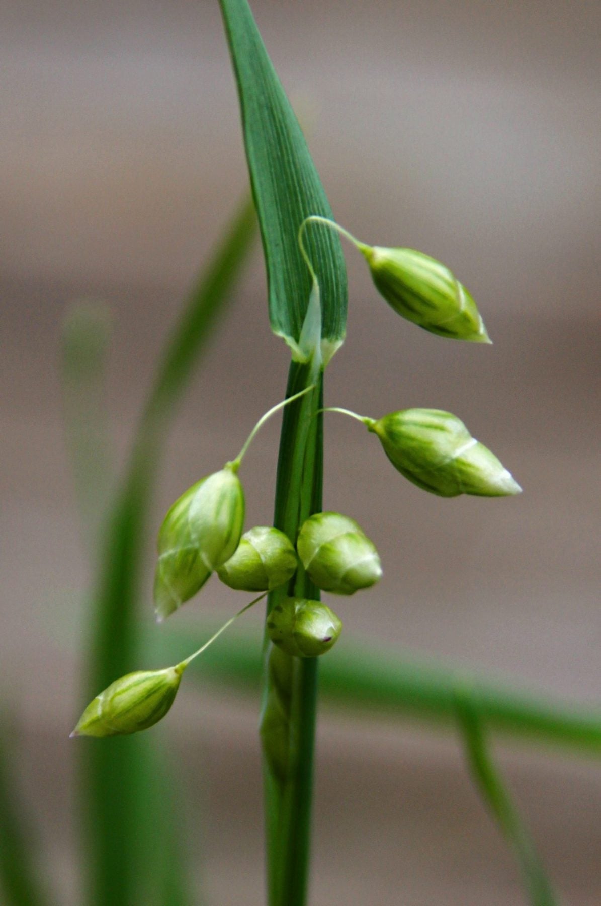 Buy Job’s Tears Seeds Online – Non-GMO Medicinal and Ornamental Grass