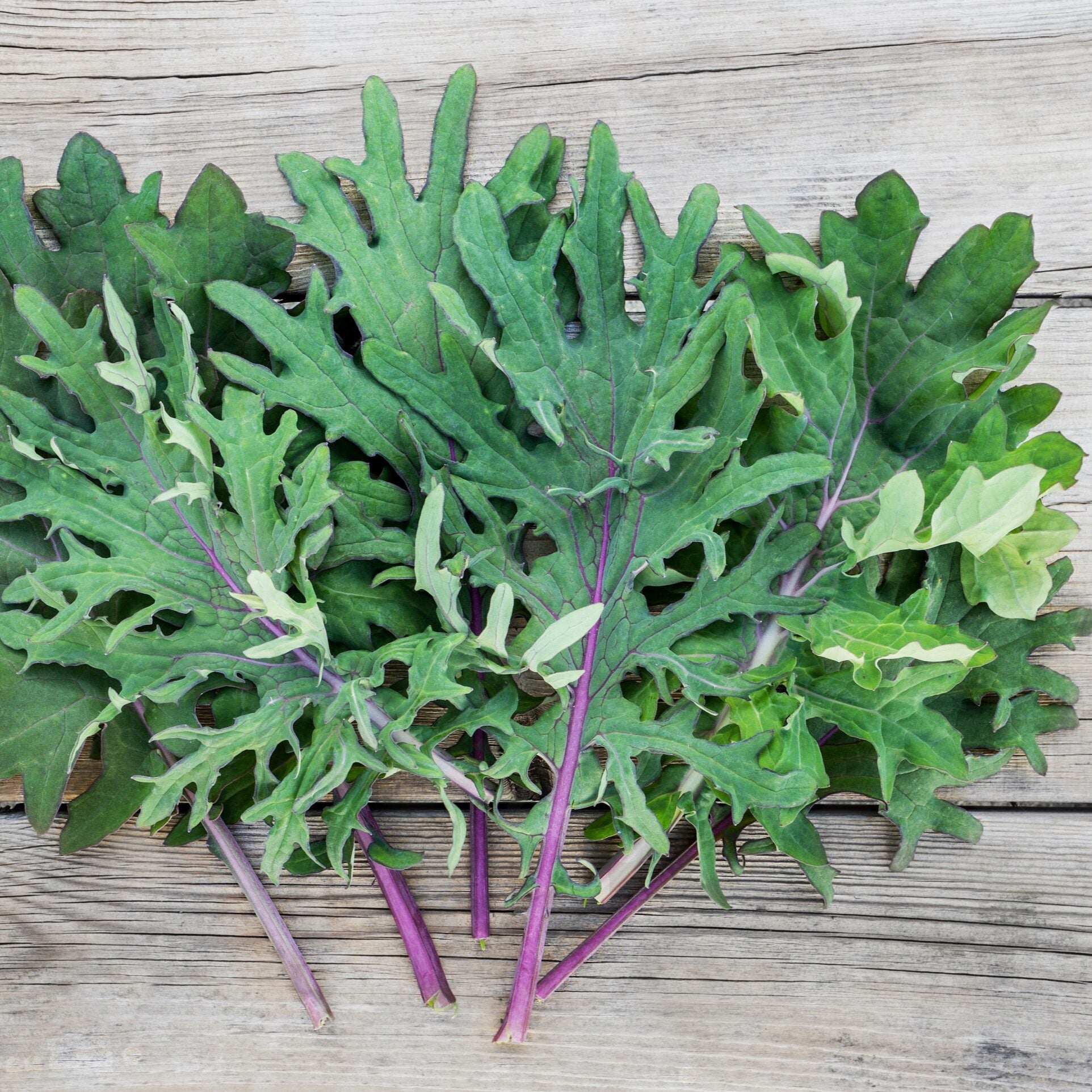 Buy Red Russian Kale Seeds Online – Non-GMO Variety with Tender Leaves