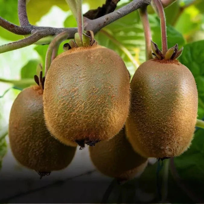 Organic Kiwi Plant Seeds – Vitamin-Rich Tropical Fruit for Pots & Trellises