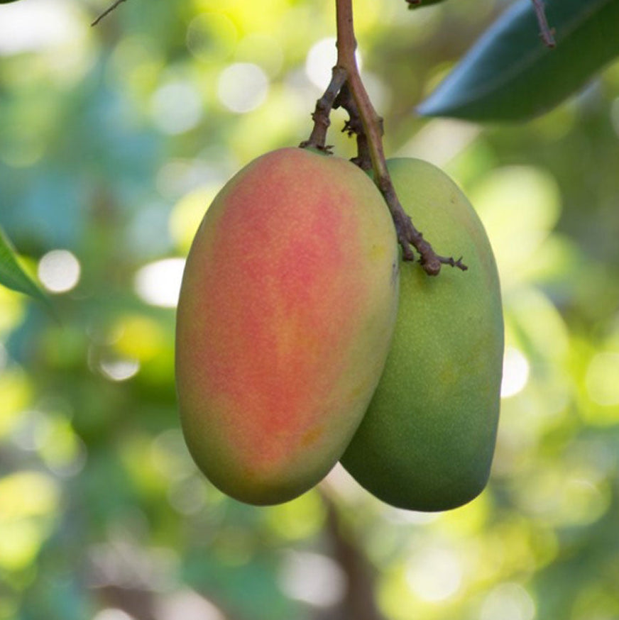 Buy Mango Seeds Online – Mangifera indica Sweet Summer Fruit Variety