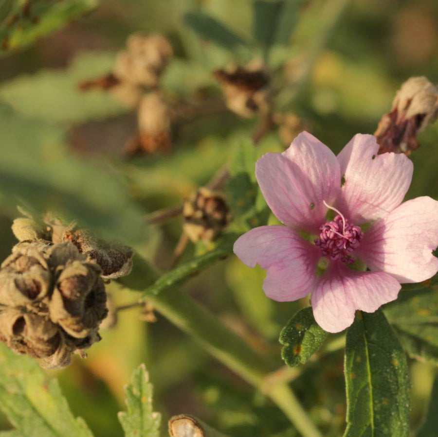 Buy Marshmallow Seeds Online – Non-GMO Heirloom Althaea officinalis
