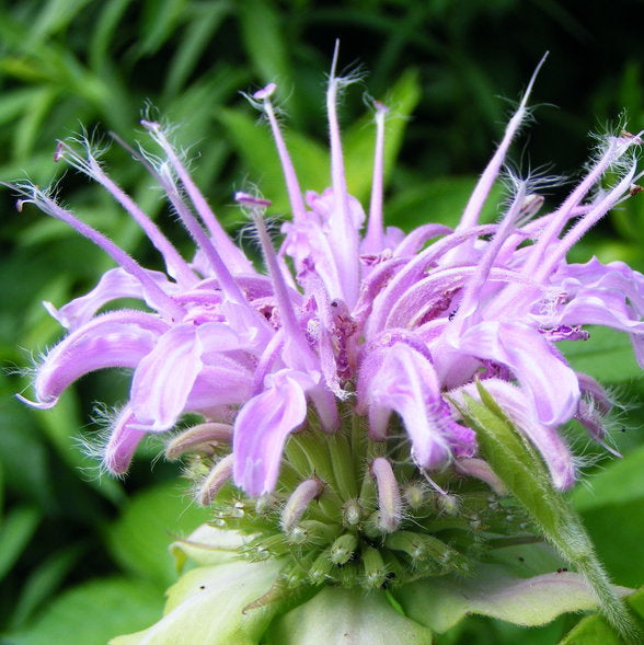 Organic Wild Bergamot Plant Seeds – Fragrant Native Flower for Bees & Butterflies