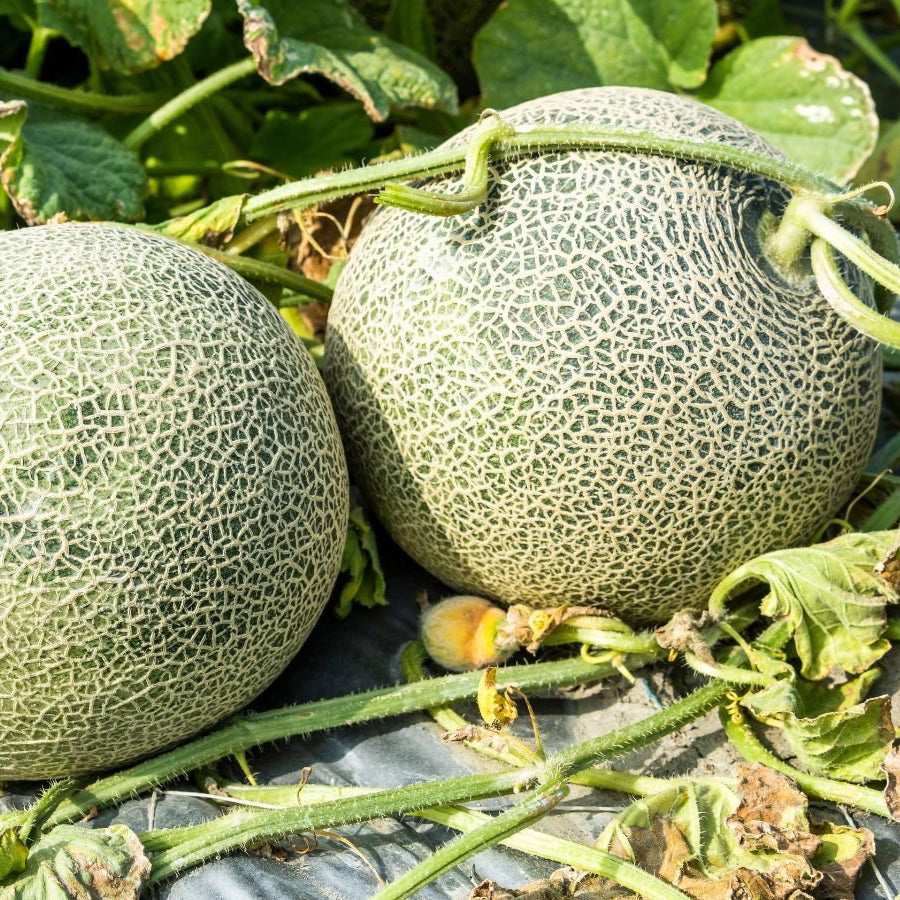 Organic Cantaloupe Plant Seeds – Juicy Melon Fruit for Pots & Gardens