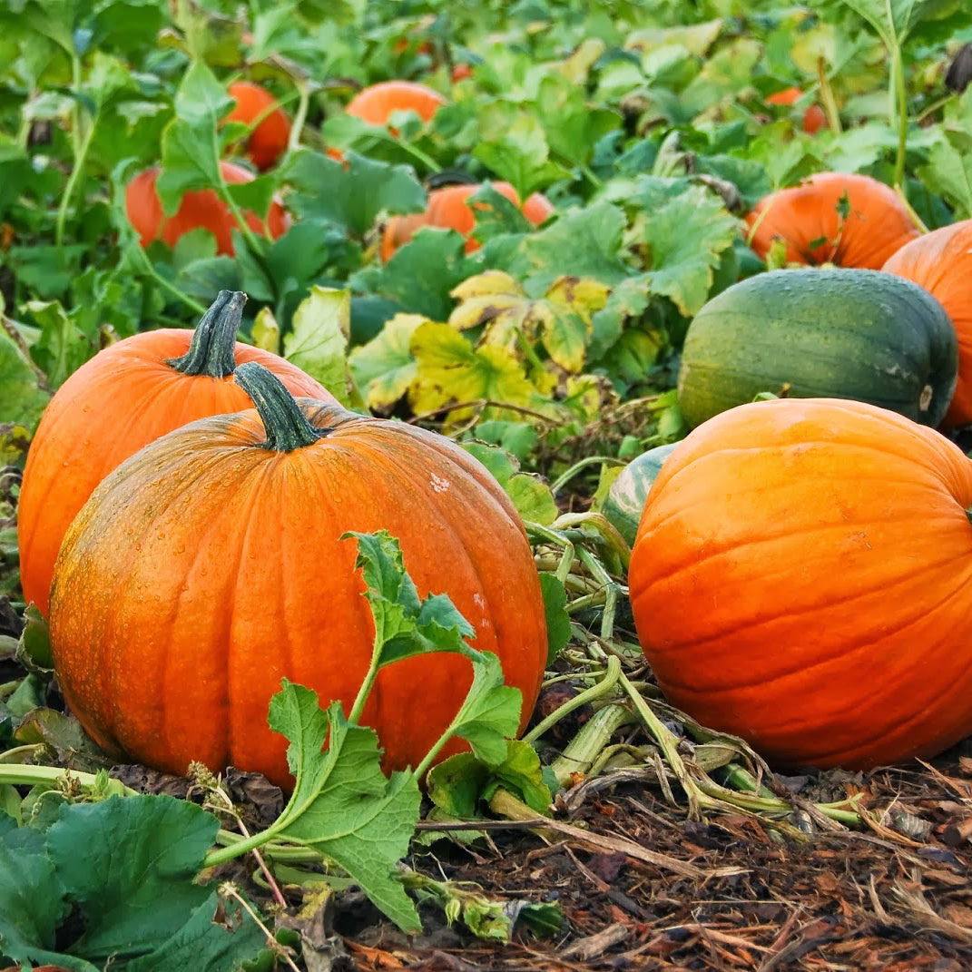 Organic Musk Melon Plant Seeds – Juicy Summer Fruit for Pots & Beds