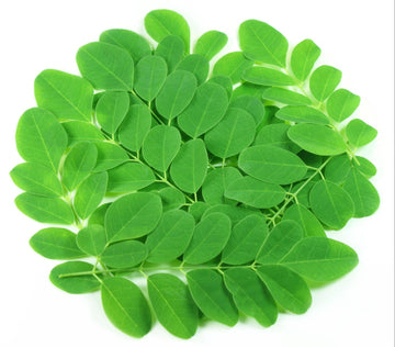 Buy Moringa Seeds Online – Heirloom Moringa oleifera Medicinal Plant