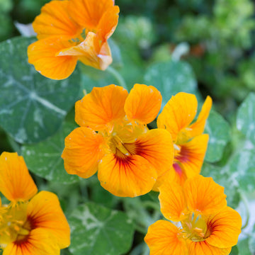 Buy Nasturtium Seeds Online – Colorful Blooms for Pots & Borders