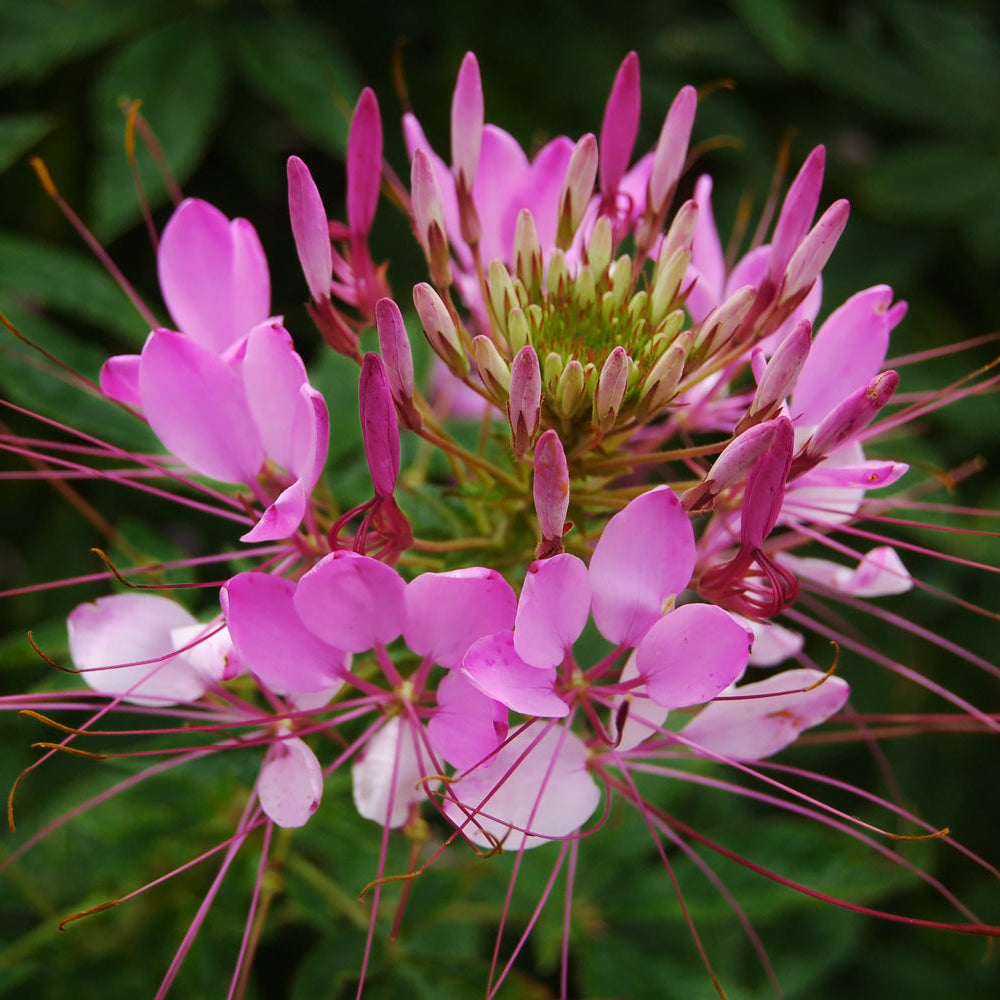 Cleome (Spider Flower) Seeds – Organic Summer Bloom for Ornamental Gardens