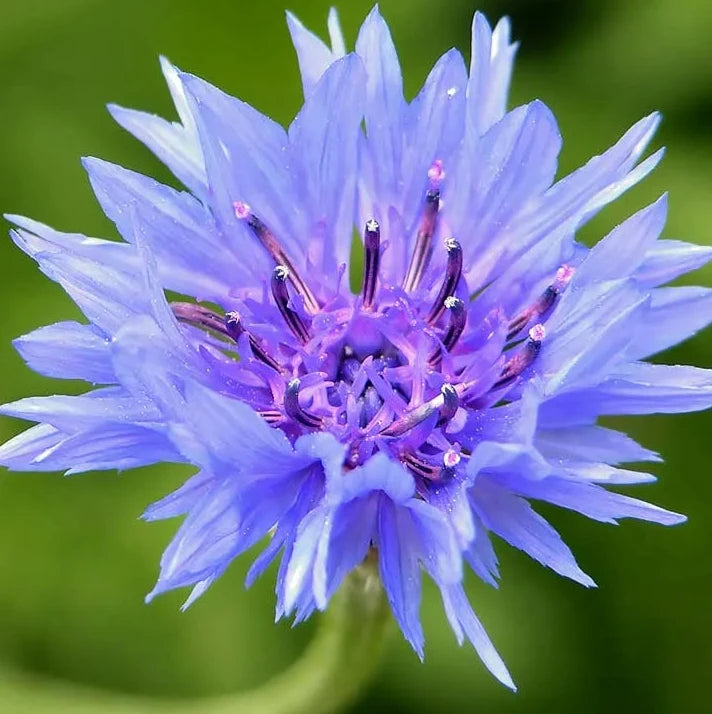 Cornflower Flower Seeds – Organic Wildflower Variety for Bees & Butterflies