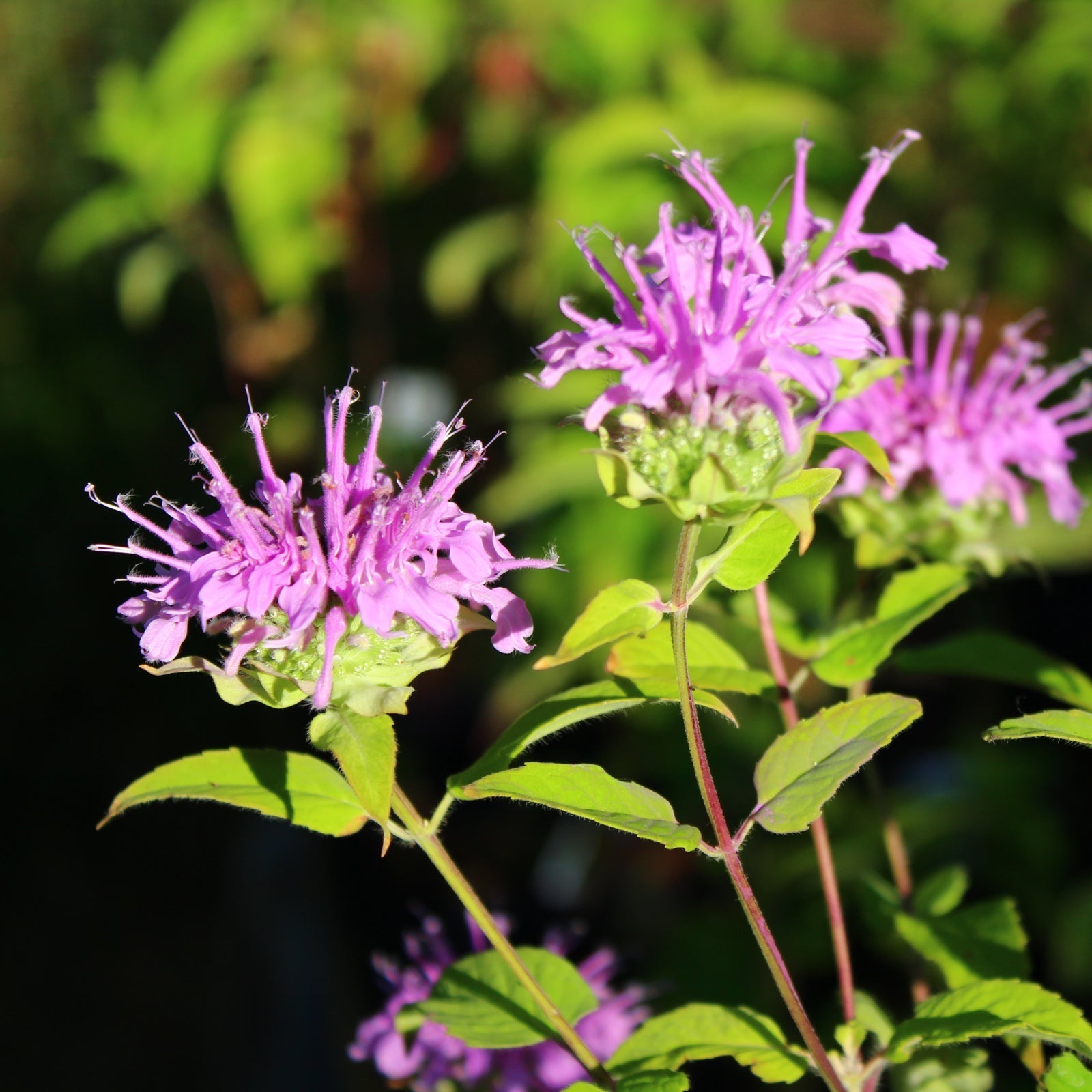 Organic Bee Balm Plant Seeds – Fragrant Herb for Bees, Butterflies & Hummingbirds