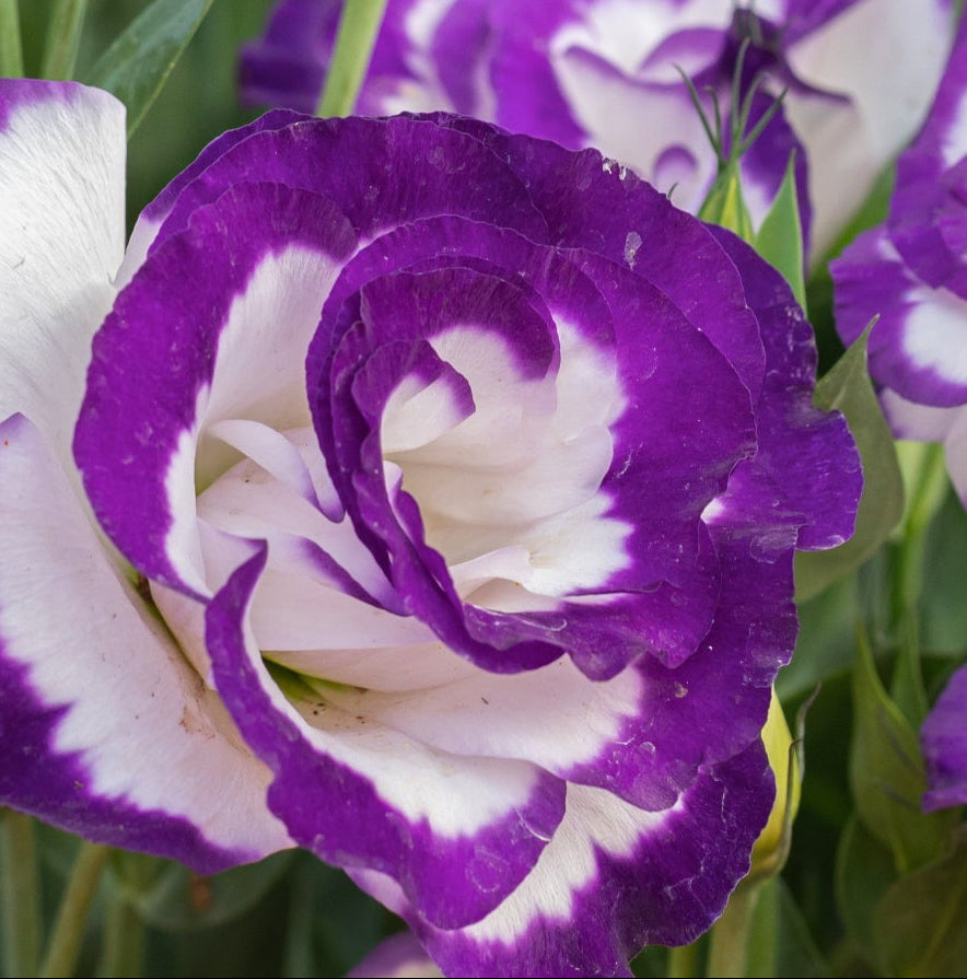 Heirloom Lisianthus Seeds – Non-GMO Ornamental Blooms for Home Gardens