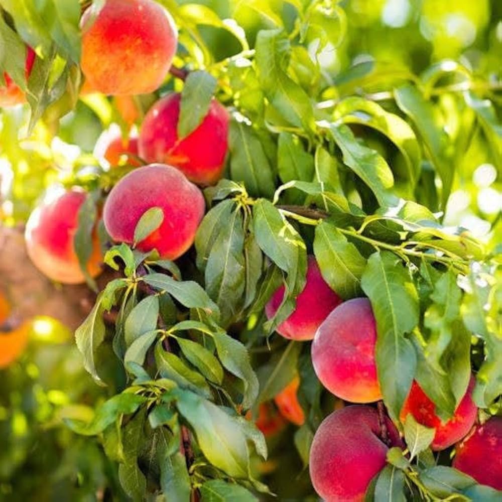 Buy Peach Fruit Seeds Online – Prunus persica Sweet Juicy Variety