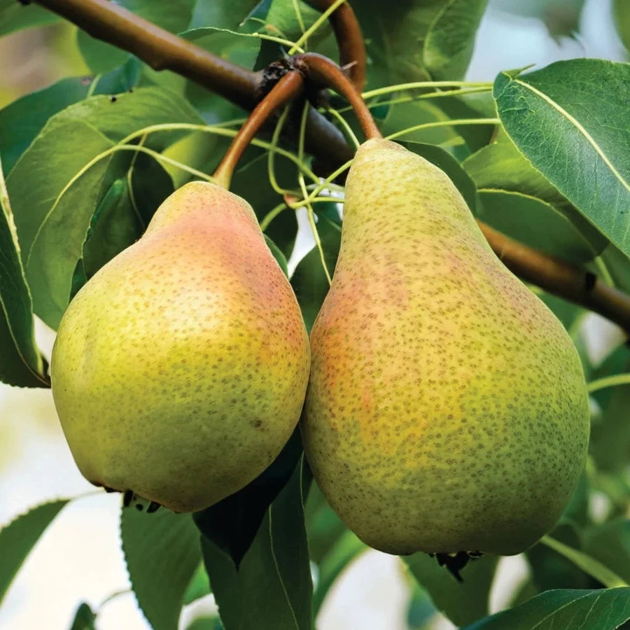 Heirloom Pear Seeds – Non-GMO Fruit Tree for Pots and Gardens