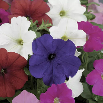 Organic Petunia Plant Seeds – Long-Lasting Vibrant Garden Flowers