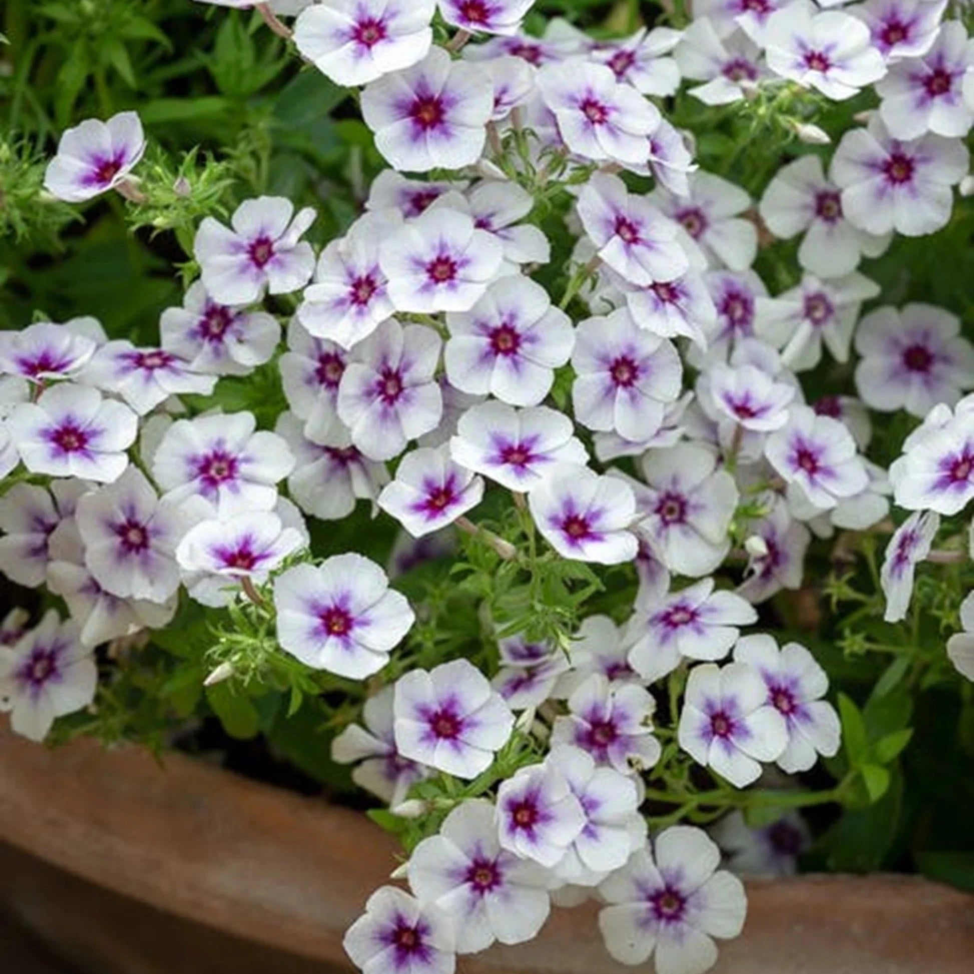 Heirloom Phlox Seeds – Non-GMO Colorful Blooms for Pollinator Gardens