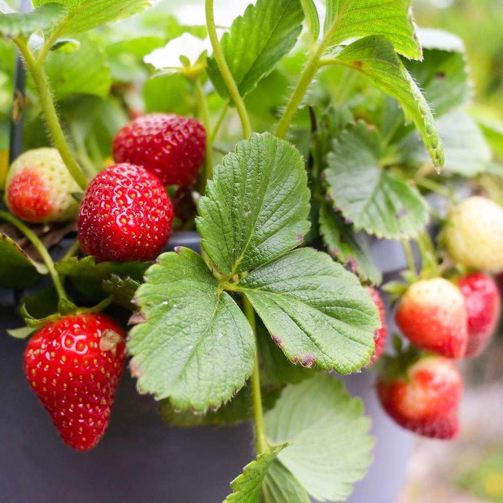 Buy Strawberry Seeds Online – Sweet Red Berries for Pots and Planters
