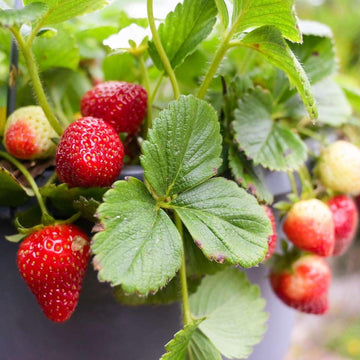Buy Strawberry Seeds Online – Sweet Red Berries for Pots and Planters